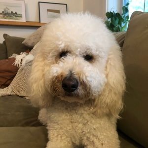 Meet your Posher, Ryan